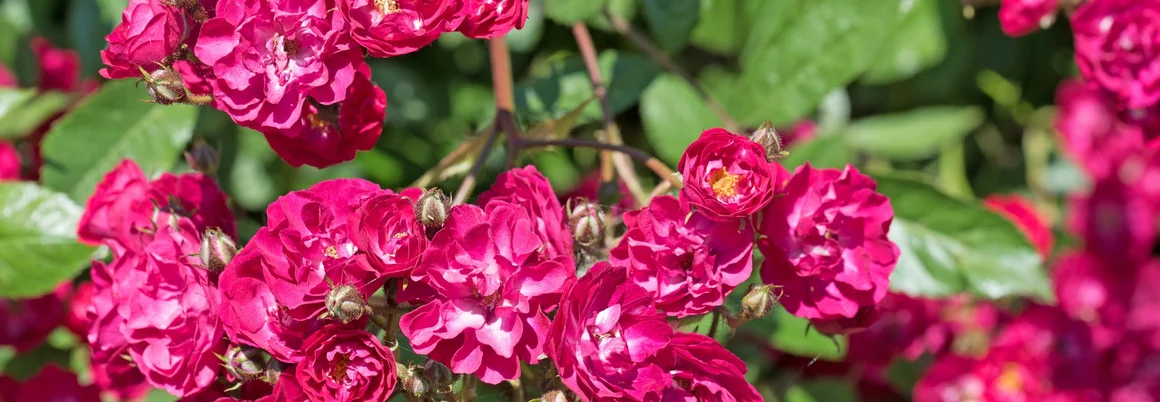 Rosengruppe mit pinken Blüten
